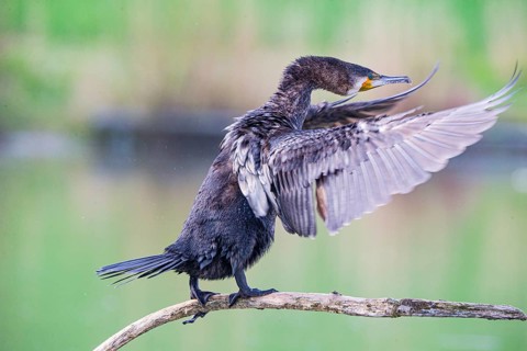 Cormorant (Phalacrocorax carbo) Germany