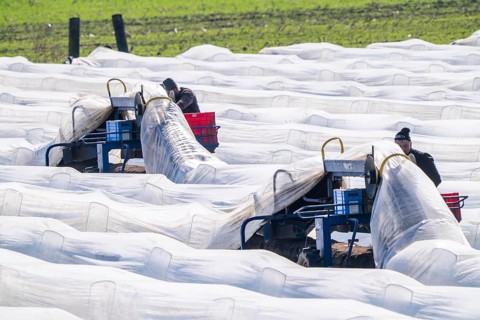 Asparagus harvest on the Lower Rhine, near Wesel, asparagus field under thermo foil, for faster