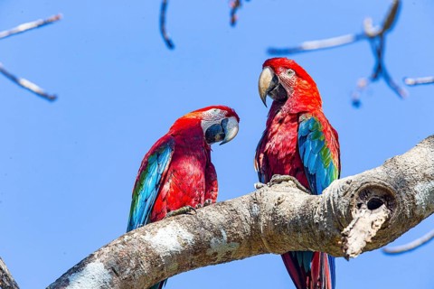 Red-and-green macaw (Ara chloropterus) Buraco das Araras Brazil