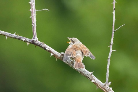 Red-backed shrike (Lanius collurio) Jumgvogel Germany