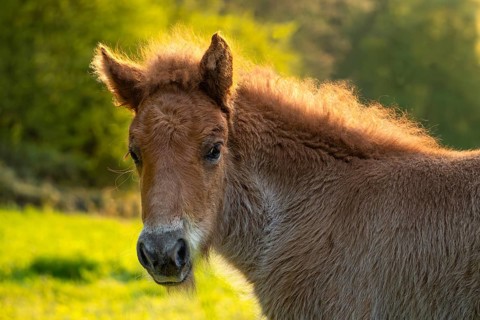 Icelandic horse in a meadow, foal, portrait, colour chestnut. Evening, golden hour, backlight.