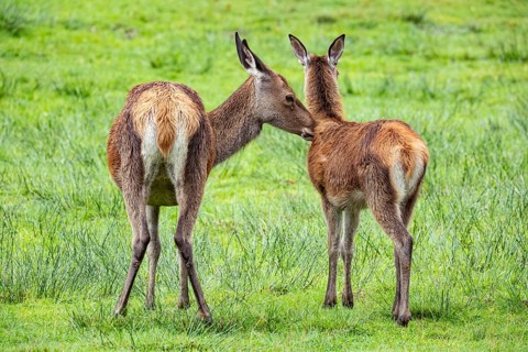 Red deer (Cervus elaphus) cow with calf captive Germany