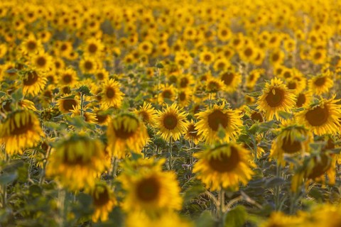 Flowering sunflower field (Helianthus annuus) in the evening light, Großenhain, Saxony, Germany,