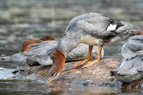 Common merganser. Mergus merganser. A female stands on a rock and drinks. Lake Wapizagonke. La