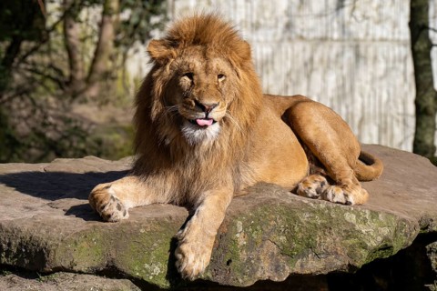 Lion (Panthera leo), lies on a rocky plateau, sticks out its tongue, found in South Africa and East