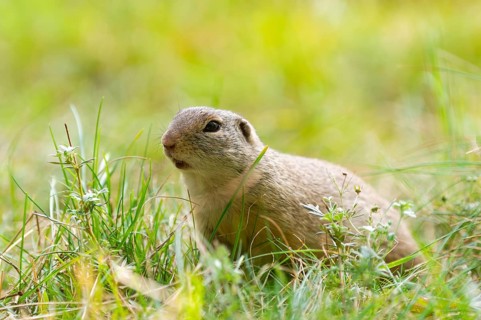 European ground squirrel (Spermophilus citellus) on a meadwo, Bavaria, Germany, Europe