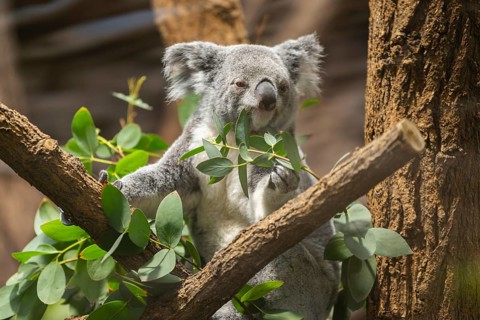 Koala (Phascolarctos cinereus) sitting on a tree, captive, distribution South Australia, Australia,