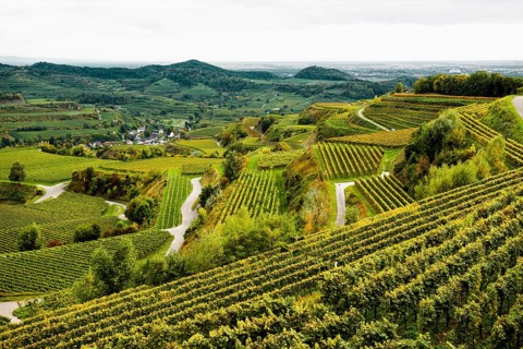 Hilly landscape and vineyards in autumn, near Oberbergen, Kaiserstuhl, Baden-Württemberg, Germany,