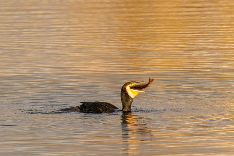 A cormorant has caught a fish and is holding it in its beak, Cormorant, (Phalacrocorax carbo),