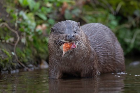 Eurasian otter (Lutra lutra) adult animal eating a fish in a river, England, United Kingdom, Europe