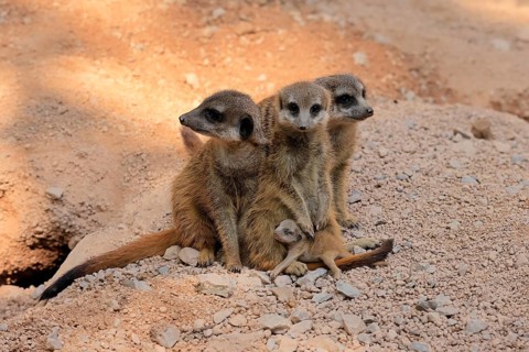 Tiger nut (Suricata suricatta), adult, group, three adults, juvenile, newborn, baby, social