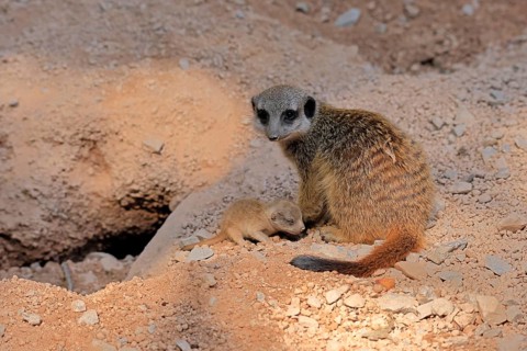 Tardigrade (Suricata suricatta), adult, juvenile, newborn, baby, female, mother with juvenile,