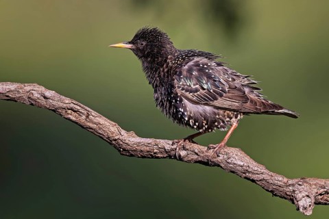 Starling (Sturnus vulgaris) Common starling, on branch during plumage care, breeding bird, breeding