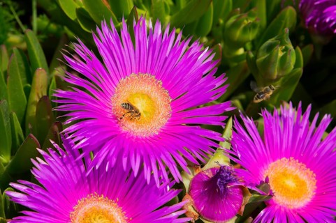 Purple flowers with yellow centres in full bloom, surrounded by green leaves and two bees, midday