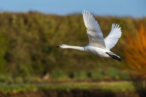 Tundra Swan, Bewick's Swan, Cygnus columbianus in flight at winter in Slimbridge, England, United