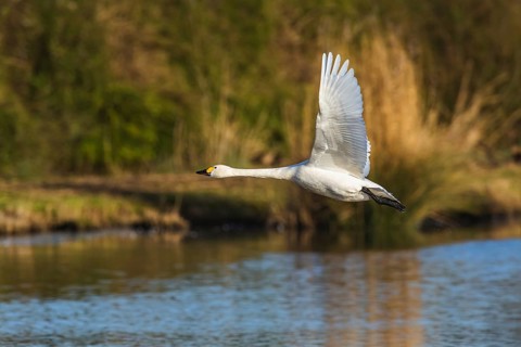 Tundra Swan, Bewick's Swan, Cygnus columbianus in flight at winter in Slimbridge, England, United