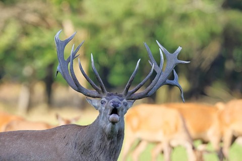 Red deer (Cervus elaphus) during the rutting season, a capital stag roaring in a forest clearing,