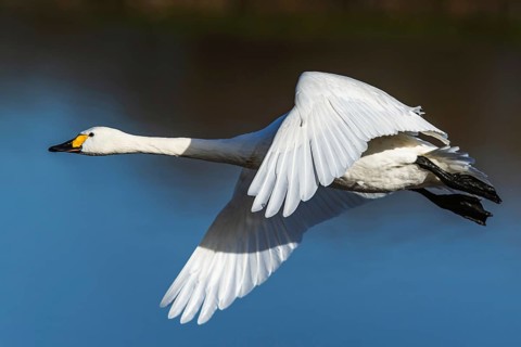 Tundra Swan, Bewick's Swan, Cygnus columbianus in flight at winter in Slimbridge, England, United