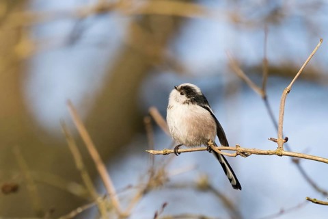 A long-tailed tit (Aegithalos caudatus) sitting on a branch against a blue sky, Hesse, Germany,
