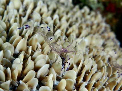 Transparent Saravati anemone partner shrimp (Ancylomenes sarasvati) on dense structure of beige