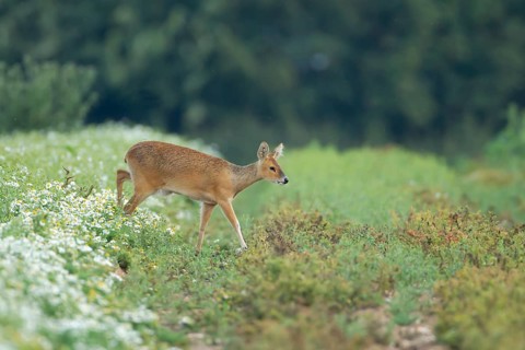 Chinese water deer (Hydropotes inermis) adult animal walking across a farmland field, England,