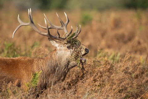 Red deer (Cervus elaphus) adult male stag roaring during the rutting season in autumn with Bracken