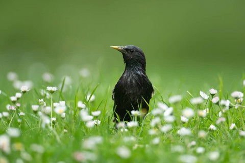 Common or European starling (Sturnus vulgaris) adult bird on a garden grass lawn with daisy
