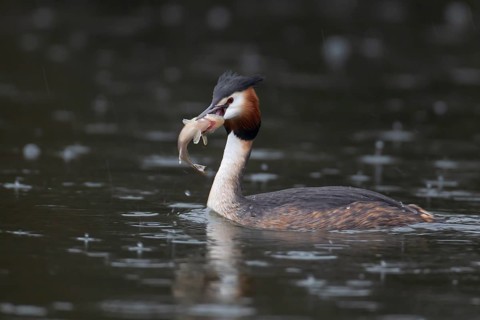Great crested grebe (Podiceps cristatus) adult bird on a lake with a Bullhead fish in its beak,