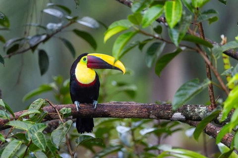 Golden-throated Toucan (Ramphastos ambiguus), Toucans (Ramphastidae), Laguna del Lagarto Lodge,
