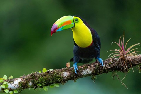 Fishing Toucan (Ramphastos sulfurantus), Toucans (Ramphastidae), Laguna del Lagarto Lodge,