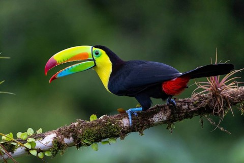 Fishing Toucan (Ramphastos sulfurantus), Toucans (Ramphastidae), Laguna del Lagarto Lodge,