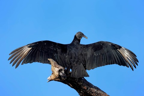 Raven Vulture (Coragyps atratus), adult, alert, on tree, perch, spreading wings, Merritt Island,