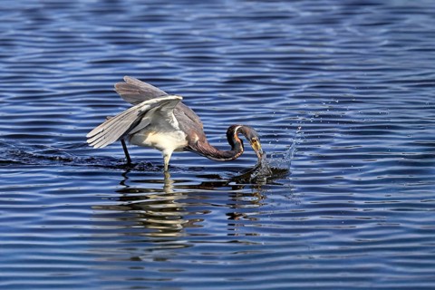 Tricoloured Heron (Egretta tricolor), adult, in the water, foraging, hunting, Merritt Island, Black