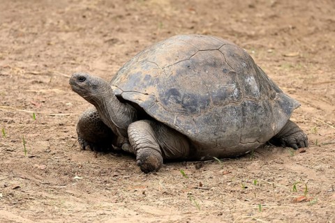 Galapagos giant tortoise (Chelonoidis niger), adult, foraging, captive, Galapagos Islands, Ecuador,