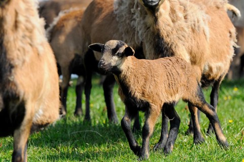 A brown lamb in the middle of a flock of sheep on a green meadow, Cameroon sheep (Ovis gmelini