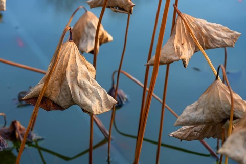 Withered leaves of a lotus flower (Nelumbo), Botanical Garden, Erlangen, Middle Franconia Bavaria,