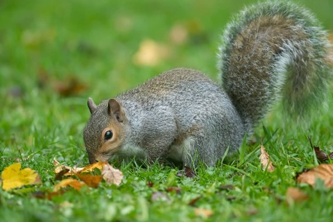 Grey squirrel (Sciurus carolinensis) adult animal searching for food on a garden grass lawn in the