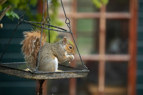 Grey squirrel (Sciurus carolinensis) adult animal feeding on seeds on an urban hanging garden bird