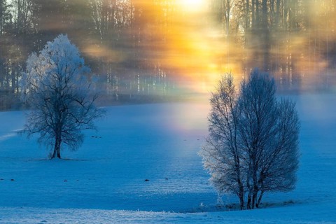 Birches (Betula), birch family (Betulaceae), sunlit veil of mist in spectral colours, winter,