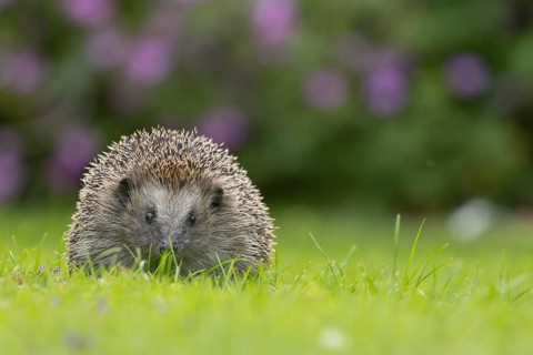 European hedgehog (Erinaceus europaeus) adult animal on a garden grass lawn in summer, England,