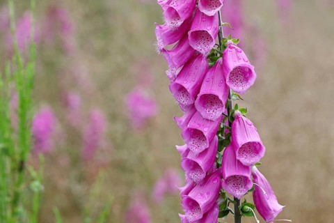 Common foxglove (Digitalis purpurea), flowers, from the plantain family, highly toxic, deadly