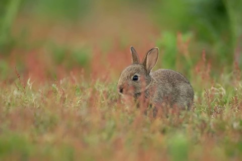 Rabbit (Oryctolagus cuniculus) wild juvenile baby animal in grassland with red summer flowers,