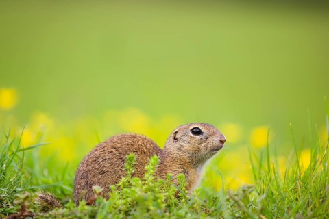 An adult European ground squirrel (Spermophilus citellus) or European souslik sits in green gras