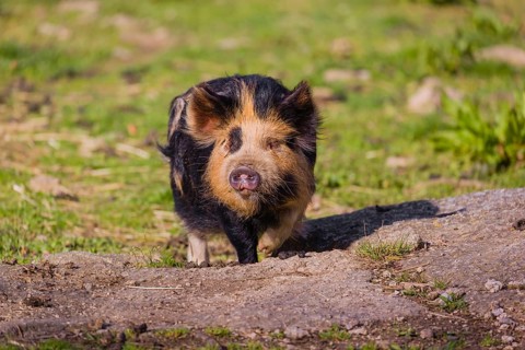 Kunekune pig, sus scrofa domesticus, a domestic breed from New Zealand