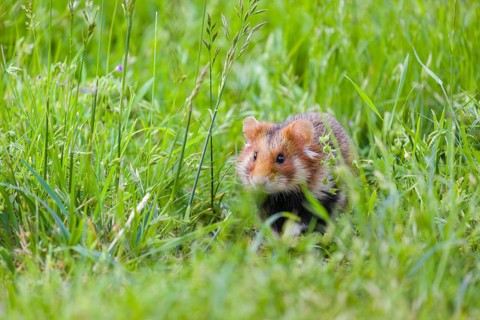 A European hamster (Cricetus cricetus), Eurasian hamster, black-bellied hamster or common hamster,