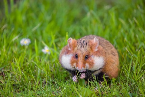 A European hamster (Cricetus cricetus), Eurasian hamster, black-bellied hamster or common hamster,