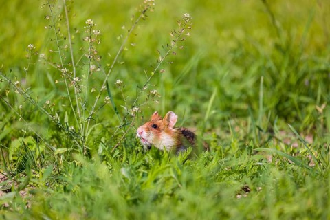 A European hamster (Cricetus cricetus), Eurasian hamster, black-bellied hamster or common hamster,