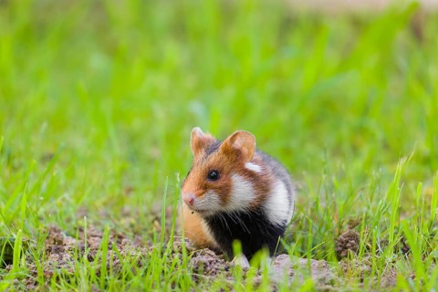 A European hamster (Cricetus cricetus), Eurasian hamster, black-bellied hamster or common hamster,