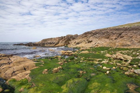 Rocky west coast of the Quiberon peninsula in Brittany, France, with a partly cloudy sky and algae