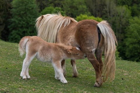 Falabella mare suckling foal, The Falabella (Equus ferus caballus) is the smallest horse at all